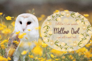 Mellow Owl: A Sweet Script Font for Editorial Design