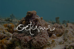 Octopus: A Natural Script Font for Web Design